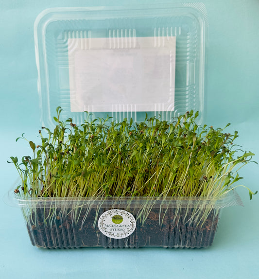 Microgreen Seeds Combo | Non-GMO, High Germination, Healthy Gift Kit