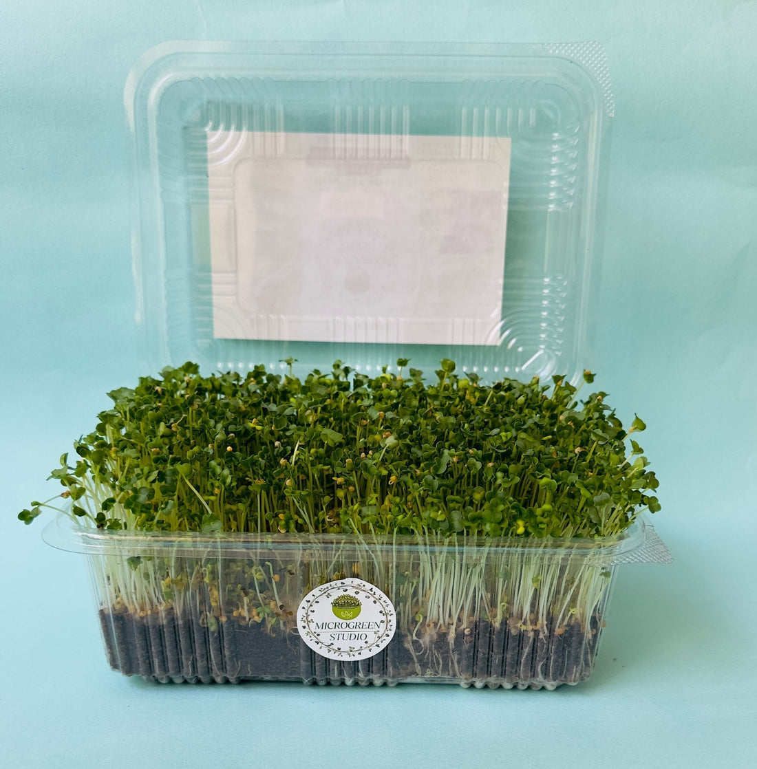 Benefits of eating fresh microgreens daily