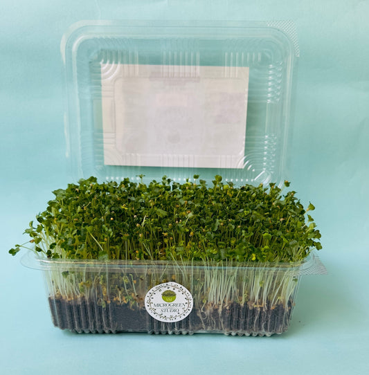 Benefits of eating fresh microgreens daily