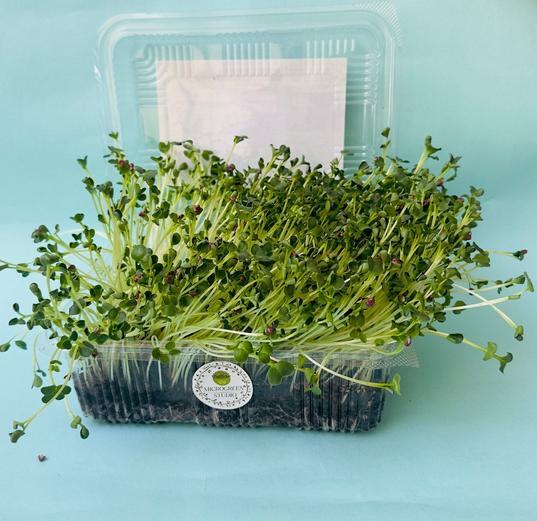 What is microgreen and its health benefits