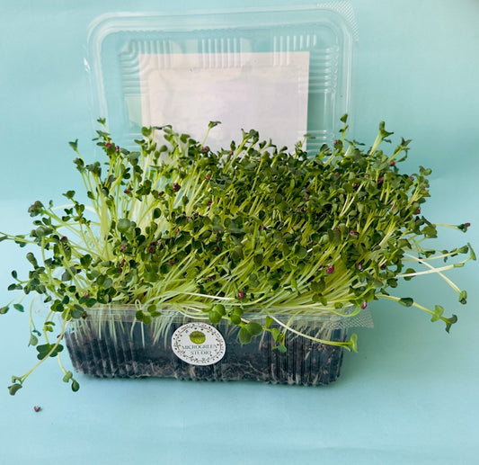 What is microgreen and its health benefits
