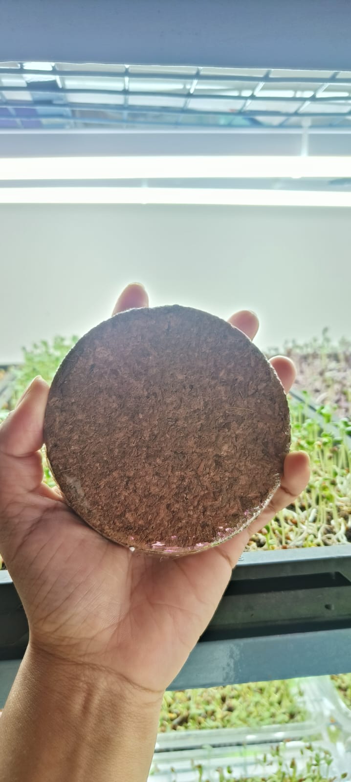 Cocopeat Coir Seed Germination Kit for Gardening
