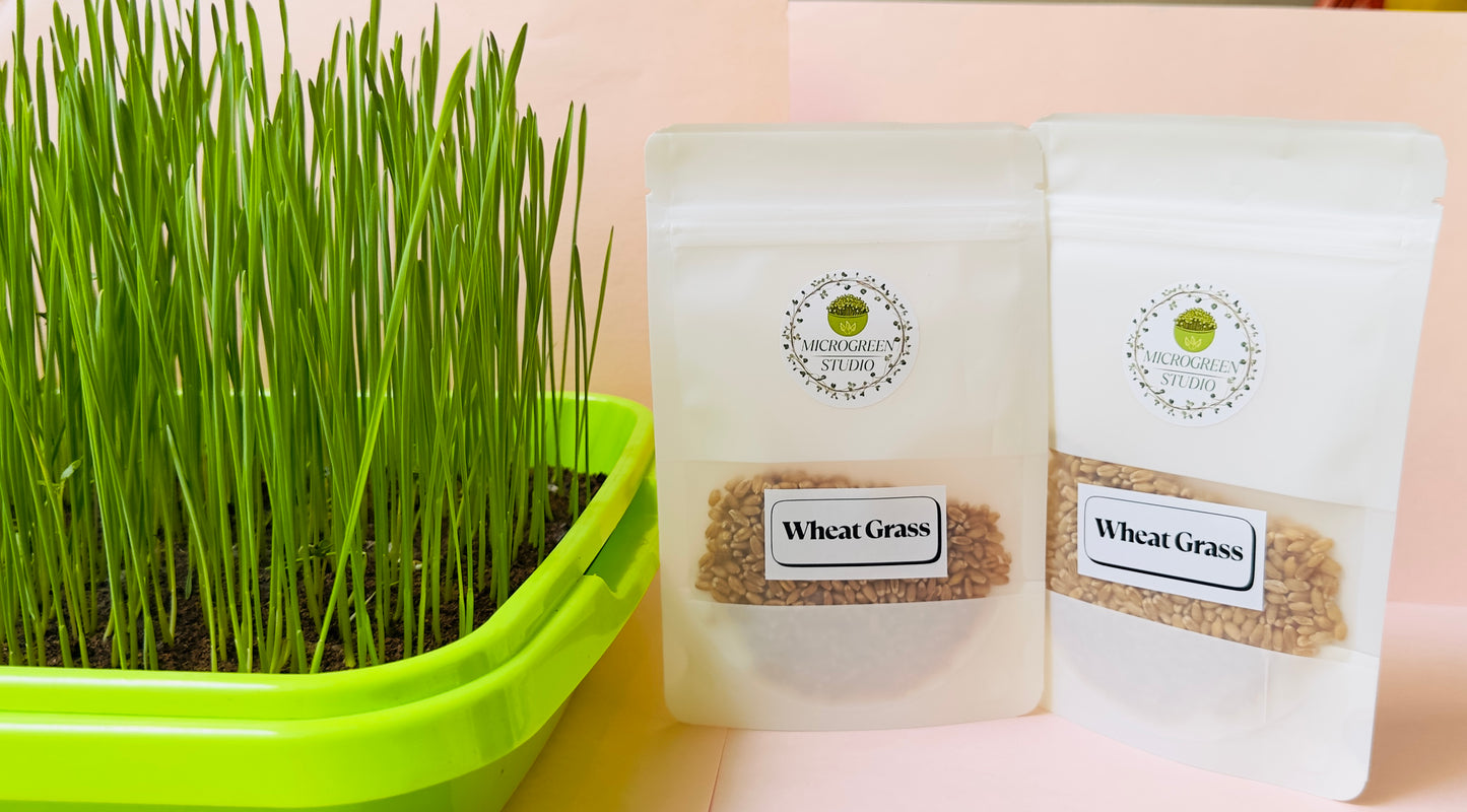 Microgreens Growing Tray – Durable, Reusable Seedling Tray for Fast & Healthy Microgreen Growth | Ideal for Home Gardening & Hydroponics