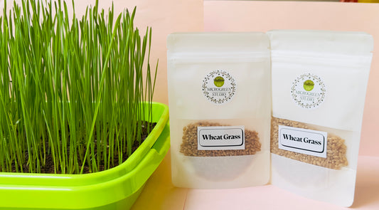 Microgreens Growing Tray – Durable, Reusable Seedling Tray for Fast & Healthy Microgreen Growth | Ideal for Home Gardening & Hydroponics