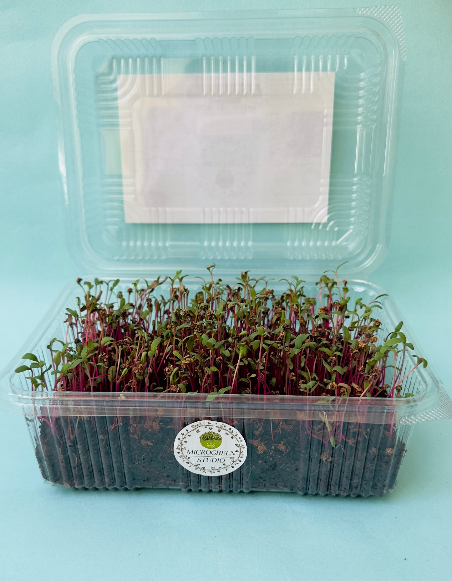 Microgreen Seeds Combo | Non-GMO, High Germination, Healthy Gift Kit