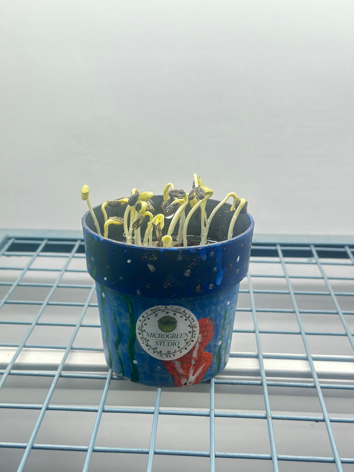 Kids Microgreen Kit – Fun Gardening Kit for Kids | Grow, Play & Learn Healthy Superfoods